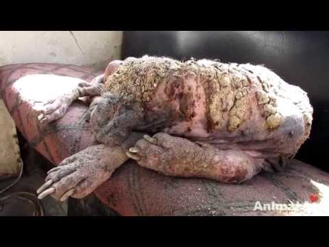 Awe-inspiring recovery of a dog turning to stone from mange