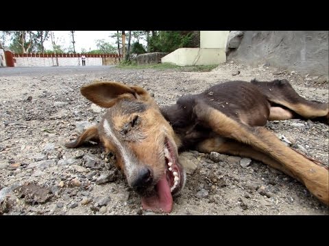 Collapsed street puppy recovers from distemper