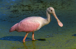 Roseate spoonb...