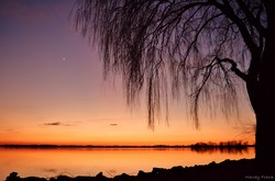 Willow Silhoue...