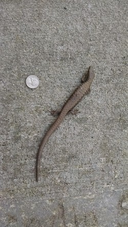 Western Skink