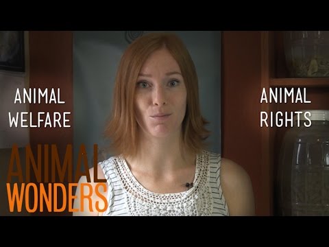 Animal Welfare vs. Animal Rights