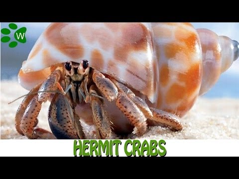 Hermit Crab - The Shell Changers