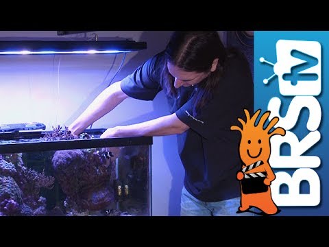 BRS Reef Savvy Tank Upgrade: EP 11 -- How to Start a Saltwater Aquarium