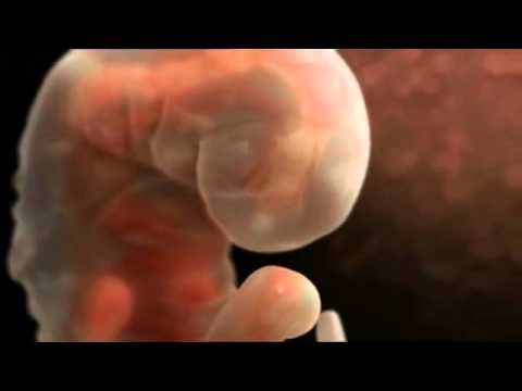 The process of fertilization and the formation of human.flv