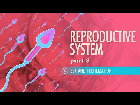 Reproductive System, part 3 - Sex & Fertilization: Crash Course A&P #42