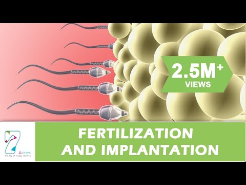 FERTILIZATION AND IMPLANTATION