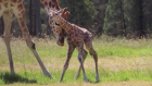 Baby giraffe caught on camera taking first steps