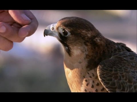 Falcon vs Pigeon: Dubai's Bird Hunter - Human Planet - BBC