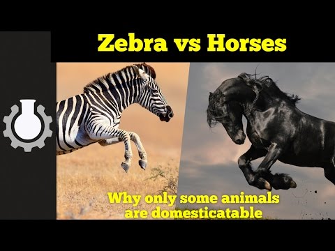 Zebra vs Horses (Americapox Part 2)