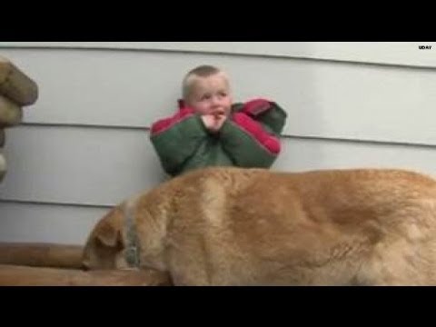 Watch: Dog protects lost 3-year-old