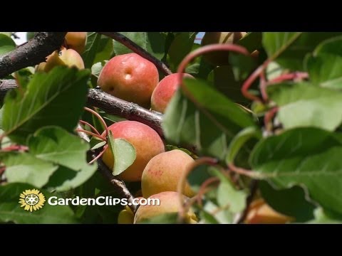 Apricot - Prunus armeniacum - How to Grow Apricots - How to prune Apricot Tree