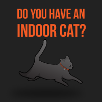 Do you have an indoor cat?