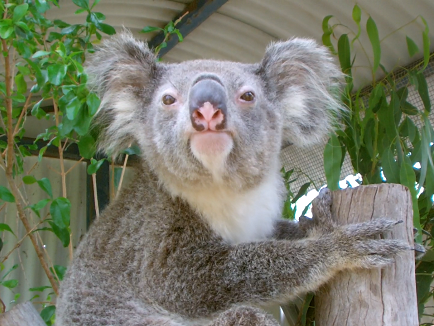 Head to Ipswich Nature Centre to see some native Aussie regional. 