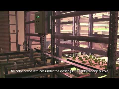 Safe, fresh vegetables - Osaka Prefecture University, Japan (English subtitles)