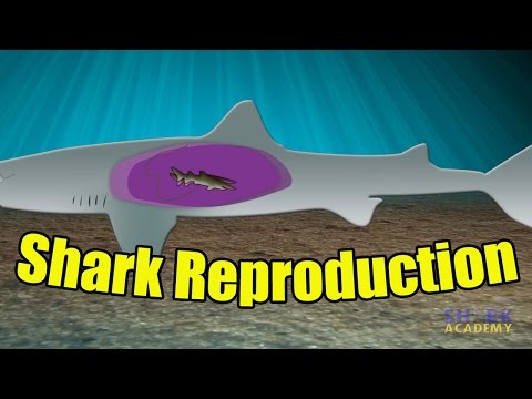 Shark Academy: Shark Reproduction