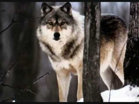 musique danse avec les loups   Google nbsp;Video