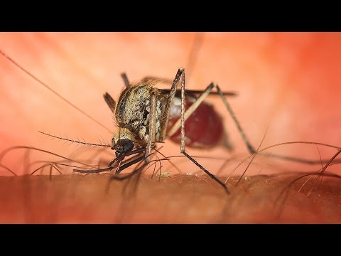 Everything You Need To Know About Zika Virus In 148 Seconds