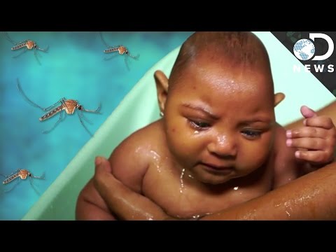 The Devastating Zika Virus Explained