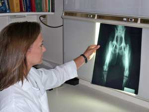 A Veterinarian examines a hip x-ray