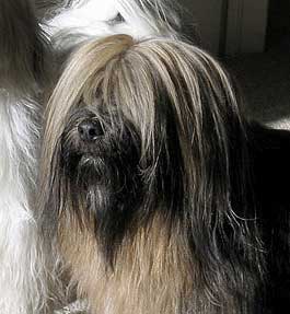 Tibetan Terrier