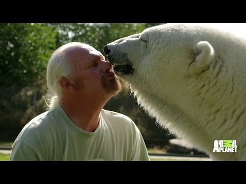 Polar Bear Purrs When Cuddling with Her Human Dad