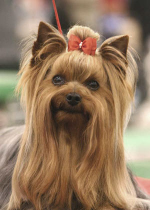 Yorkshire Terrier, one of the breeds at risk for LCP