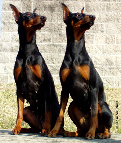 Doberman dam and daughter