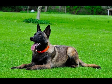 Basic Obedience Training Belgian Malinois for sale 786-206-9330