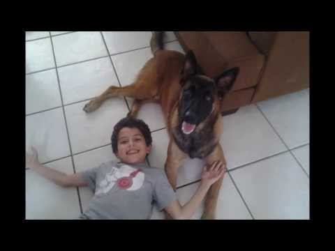 Belgian Malinois "Max" - The Best Family Protection Dog / Family Dog K9