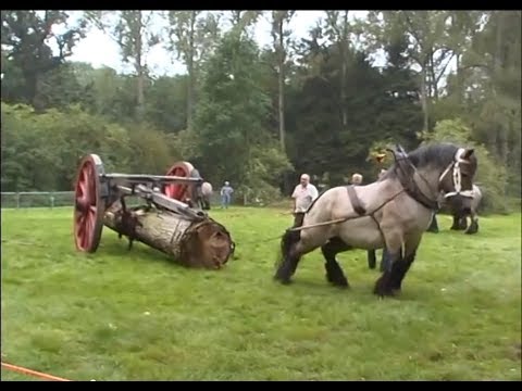 Petra : the strongest Belgian Draft Horse