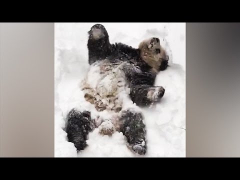 Giant panda's heartwarming snow day