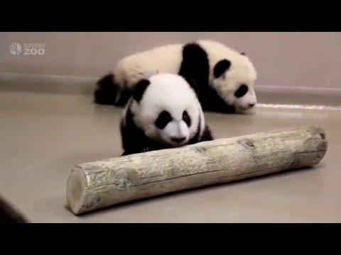 Toronto Zoo Giant Panda Cubs Walking at 4 Months Old!