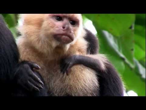 Primates- What is a Primate?