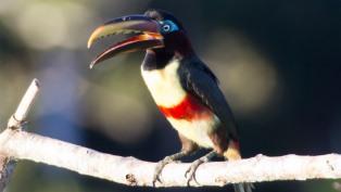 big bill aracari thumb