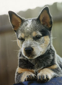 American Cattle Dog puppy