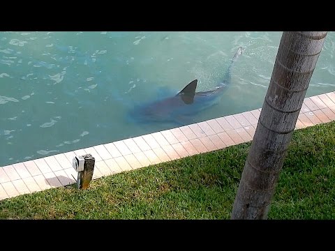 9ft Bull Shark Spotted In Florida 'Backyard'