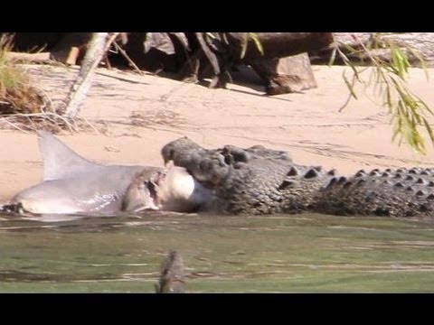 Bull Shark vs Crocodile Attack