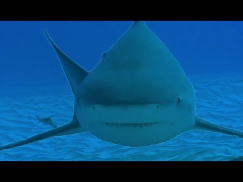 Diving with Dangerous Bull Sharks - Deadly 60 - Series 3 - BBC