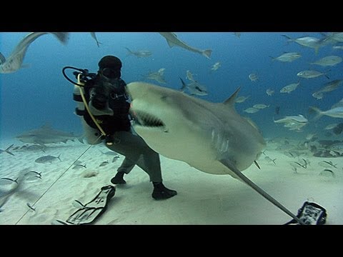 Jonathan Bird's Blue World: Bull Sharks