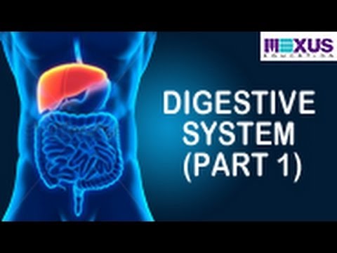 Learn About Digestive System |  Human Digestive System Animation- Part 1