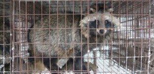 The Kooples: We Won't Stop Until You Stop Selling Fur