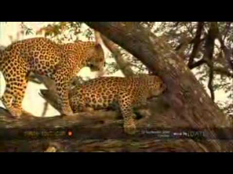 Leopards Mate in a Tree