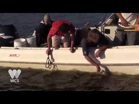 Sand Tiger Shark Research & Tagging in NY Seascape | WCS