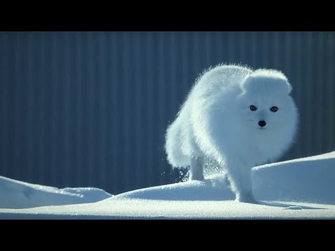 How to Survive as a Tiny Arctic Fox - Wild Alaska - BBC