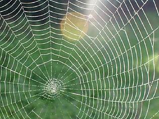 Supplied News 7 ways to spider-proof your house and garden