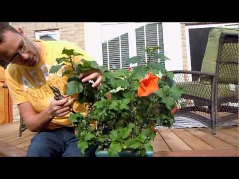 Pruning Tropical Hibiscus