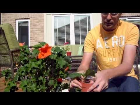 Stem Cuttings Of Tropical Hibiscus