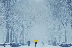 Poet's Walk, Central Park, NYC: Just when we thought Spring was here, the snow had thawed and the sun was out. However, ...