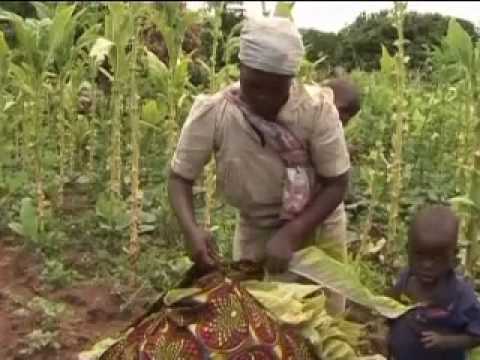 Doing Business In Africa - Malawi - Part 1 - Economic Miracle